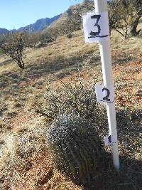 Ferocactus wislizeni image