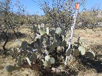 Opuntia engelmannii image