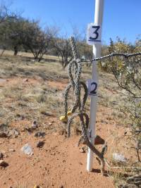 Cylindropuntia spinosior image