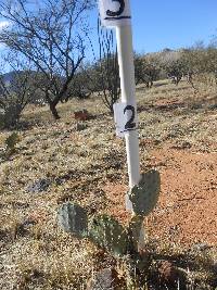 Opuntia engelmannii image