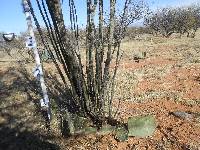 Opuntia engelmannii image