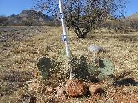 Opuntia engelmannii image