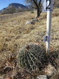 Ferocactus wislizeni image