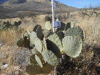 Opuntia engelmannii image