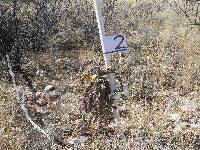 Cylindropuntia spinosior image