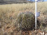 Ferocactus wislizeni image