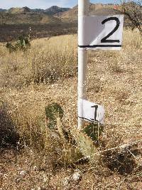 Opuntia engelmannii image