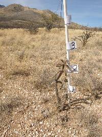 Cylindropuntia spinosior image