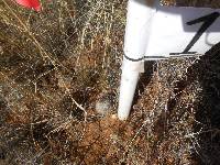 Mammillaria grahamii image