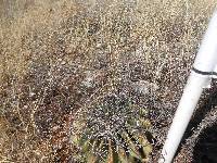 Ferocactus wislizeni image
