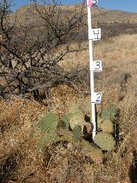 Opuntia engelmannii image
