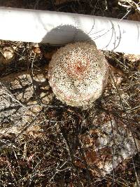 Echinocereus rigidissimus image