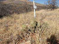 Opuntia engelmannii image