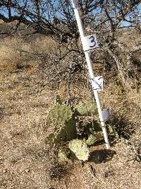 Opuntia engelmannii image