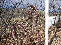 Cylindropuntia spinosior image