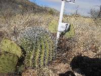 Ferocactus wislizeni image