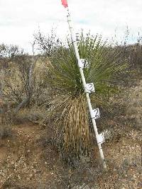 Yucca elata image