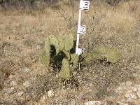 Opuntia engelmannii image