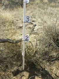 Cylindropuntia spinosior image