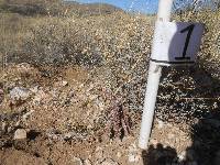 Cylindropuntia spinosior image