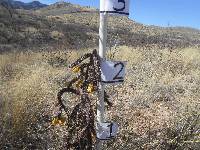 Cylindropuntia spinosior image