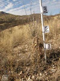 Cylindropuntia spinosior image