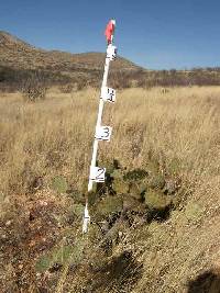 Opuntia engelmannii image