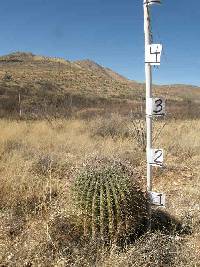 Ferocactus wislizeni image