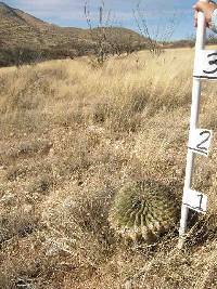 Ferocactus wislizeni image