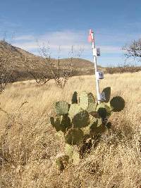 Opuntia engelmannii image