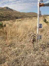 Cylindropuntia spinosior image