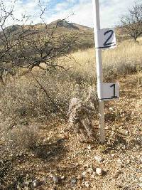 Cylindropuntia spinosior image