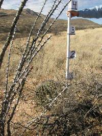 Ferocactus wislizeni image