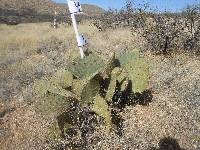 Opuntia engelmannii image