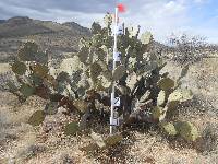 Opuntia engelmannii image