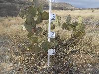 Opuntia engelmannii image