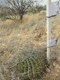 Ferocactus wislizeni image