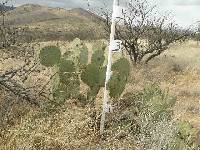 Opuntia engelmannii image