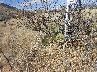 Opuntia engelmannii image