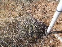 Ferocactus wislizeni image