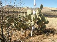 Ferocactus wislizeni image