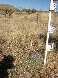 Ferocactus wislizeni image