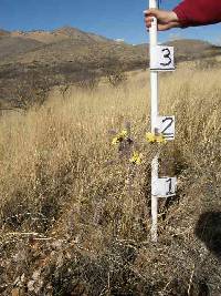 Cylindropuntia spinosior image