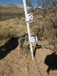 Cylindropuntia spinosior image