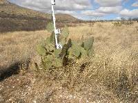 Opuntia engelmannii image