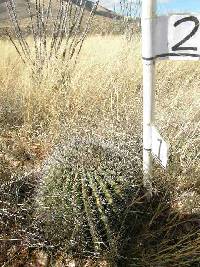 Ferocactus wislizeni image