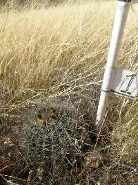 Ferocactus wislizeni image