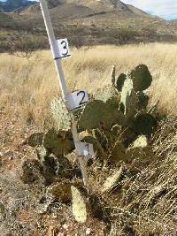 Opuntia engelmannii image