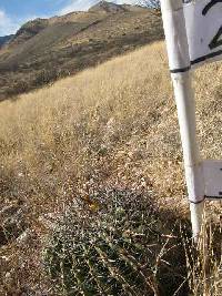 Ferocactus wislizeni image