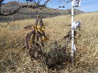 Cylindropuntia spinosior image